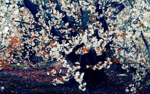 466068 (a): :1920x1200
